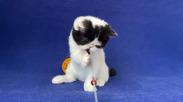 Video 5261091: exotic shorthair male kitten, white exotic shorthair kitten, exotic shorthair cattery, exotic shorthair black white