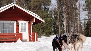 Husky #husky #huskylovers #finnland