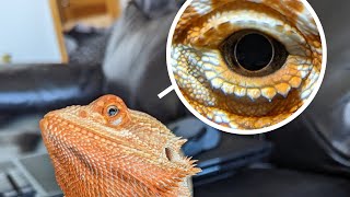 How good is a bearded dragon's vision?