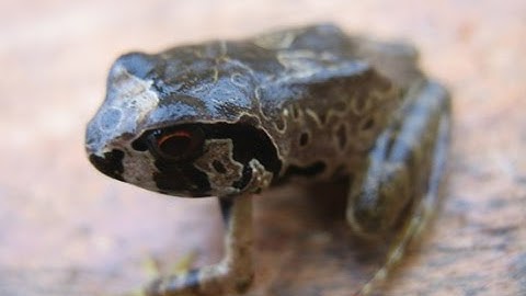 Save The Frogs Ghana Webinar with Gilbert Adum