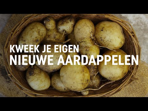 Video: Nieuwe Aardappelen Planten - Hoe Nieuwe Aardappelen Te Kweken