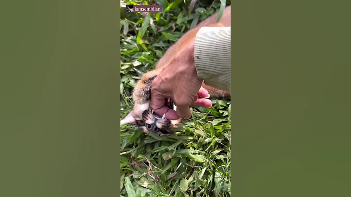 Video 2522911: british shorthair, serval kitten, kitten maine