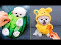 Cute pomeranian puppies doing funny things 7  cute and funny dogs  mini pom