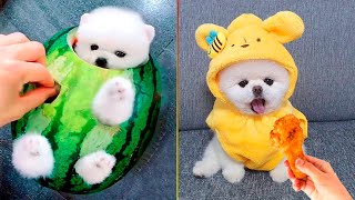 Cute Pomeranian Puppies Doing Funny Things #7 | Cute and Funny Dogs  Mini Pom