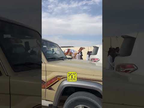 اكسبلور الهجن نجران الان  اكسبلور هجن نجران البل السعودية قطر
