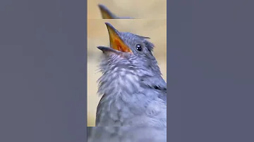 صراخ طائر البيهاس لديه واحدة من أعلى الأصوات في الطبيعة مع صافرة يمكن أن تصل إلى 116 ديسيبل حقائق 