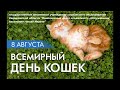 ВСЕМИРНЫЙ ДЕНЬ КОШЕК