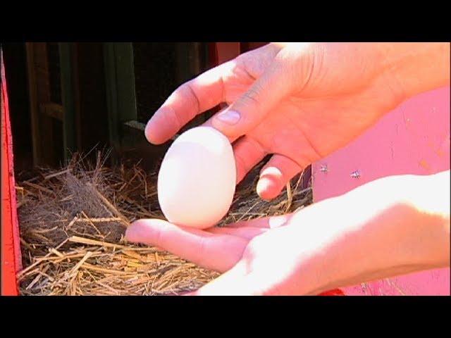 Pasture Raised Eggs: Everything You Need to Know