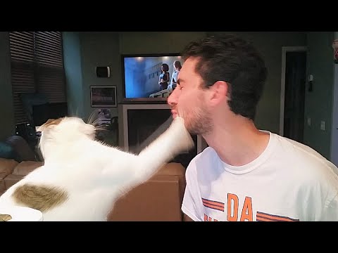 Cat slaps owner for trying to kiss him during game of thrones.