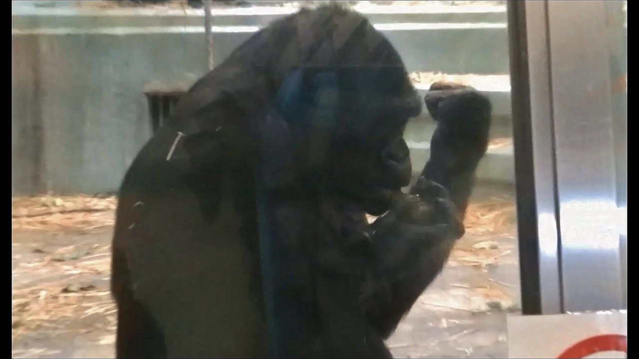 ゴリラがウンコを食べる瞬間 Part1 東山動物園 Youtube
