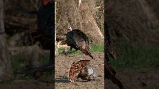 We Filmed A Turkey Hunt In Extreme Slow Motion ($200,000 camera 😳) #shorts #archery #slowmotion
