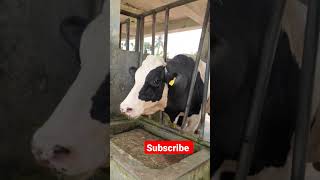 breeding bull । GP06। savar dairy । BLRI