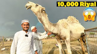 Camel Mandi in Makkah | 3 Local Maweshi Mandion Ka Visit Kiya 😁