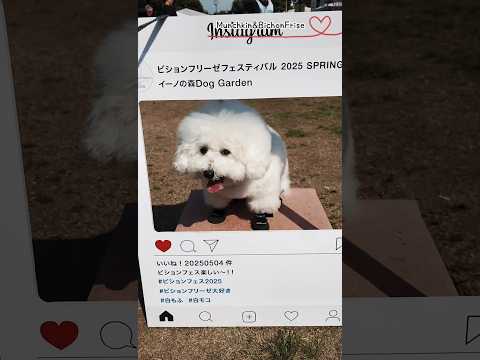 【ビションフリーゼ】ビションフェスに行ってきました【犬と猫、両方飼ってると毎日かわいい♥】