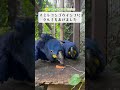 【東山動植物園公式】＊現在、バードホールは閉鎖中　スミレコンゴウインコ、クルミを割れます！　《 スミレコンゴウインコ　インコ　バードホール 》#asmr #shorts