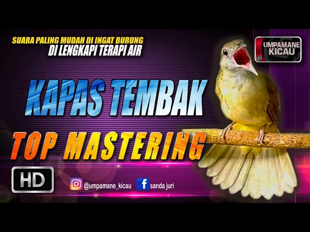 kapas tembak || TOP MASTERING MURAI BATU class=