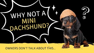 💥 Pourquoi pas un teckel nain ? Les propriétaires n’en parlent pas…