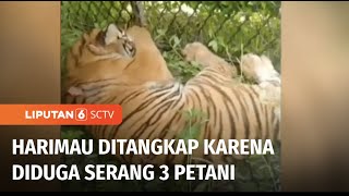 Serang Tiga Petani, Harimau Sumatera Dijebak Petugas dengan Umpan Kambing | Liputan 6