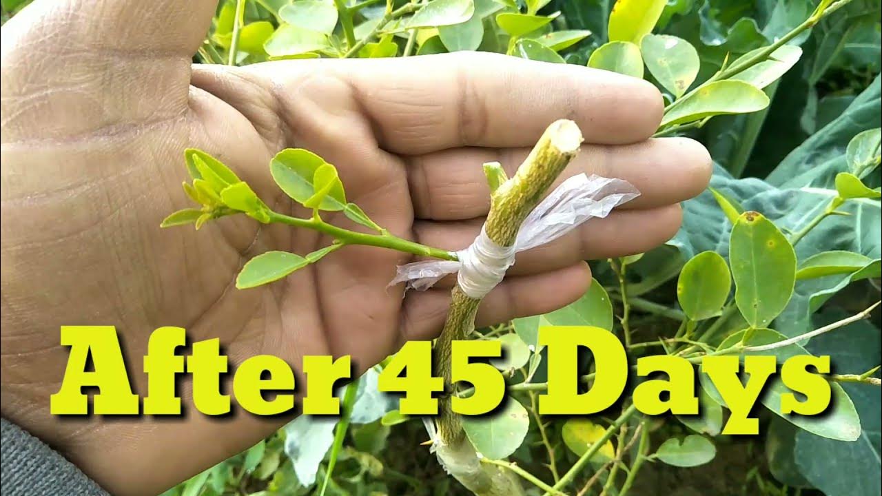 Grafting Lemon Tree ।। How To Budding Citrus Trees YouTube