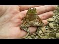 The story of a man and his pet frog Kermit