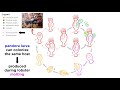 Cycliophoran Biology and Life Cycle