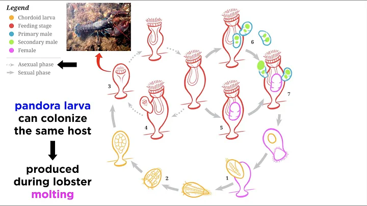 Phylum Cycliophora: Ring-Bearing Symbions - DayDayNews