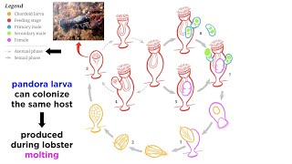 Phylum Cycliophora: Ring-Bearing Symbions