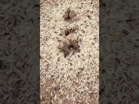 مورچه های ایرانی که قبلأ از برنجهای اصلی و درجه یک ایرانی استفاده می کردند ناراحتی طناز مهربان