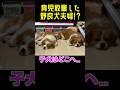 子犬はどこ?自由気ままな野良犬夫婦! #動物保護 #dog #可愛い