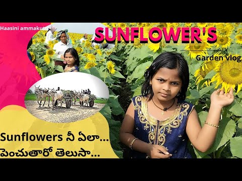 తూర్పు గోదావరి జిల్లా.... కూనవరం గ్రామం లో పొద్దు తిరుగుడు పువ్వుల పెంపకం......||sunflower garden||