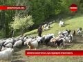 Чому в Україні занепадає вівчарство?