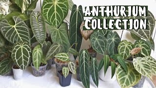 ANTHURIUM COLLECTION // Spring 2021