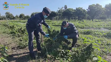 Cosa vuol dire canapa sativa?