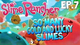 So Many Gold And Lucky Slimes Slime Rancher Gameplay ep7