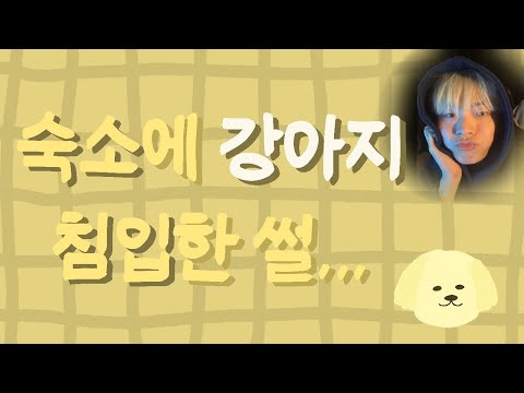 루시 숙소에 모르는 강아지가 뛰어 들어온 썰 푸는 신예찬