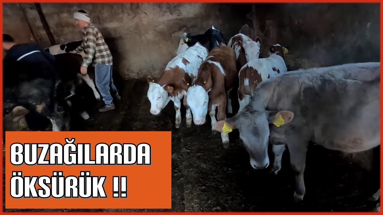 BUZAĞILARDA ÖKSÜRÜK ( ENZOOTİK PNEUMONİ)