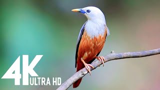 The Most Colorful Birds in 4K - Beautiful Birds Sound in the Forest | Scenic Relaxation Film