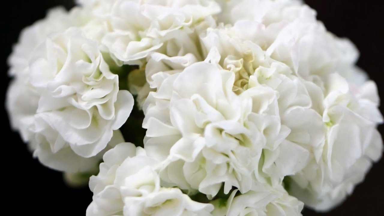 #010 6836 6044 문자주세요 ~#유럽제라늄 5,000원 할인상품~#국내변종제라늄 ~#스텔라제라늄 ~