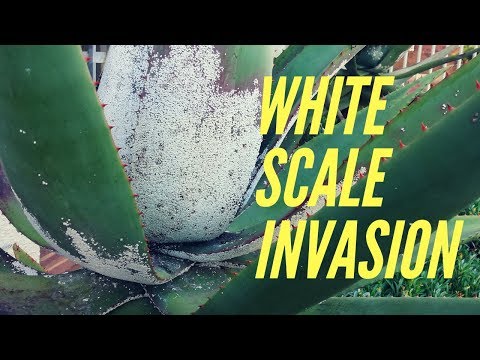 Video: Kaip atsikratyti baltų žvynelių ant alavijo?