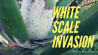 White Scale Invasion on aloes and how to get rid of them.
