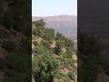 Goats in the High Atlas Mountains in Morocco