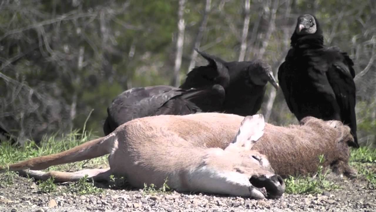 Vultures eating roadkill YouTube