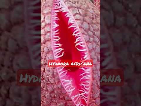 Video: African Gidnora: bitki tanımı, ilginç gerçekler