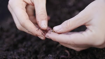 How to Breed Tons of Worms!