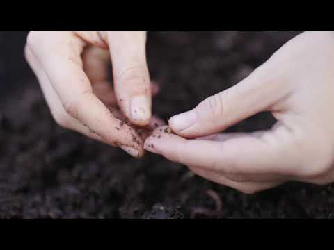 How to Breed Tons of Worms!