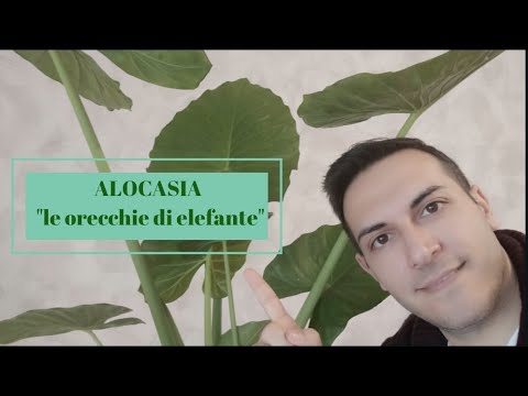 Video: Pianta d'appartamento Alocasia - Come coltivare una pianta di maschera africana da interni