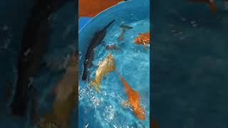 chital fish short video 🐬🐠