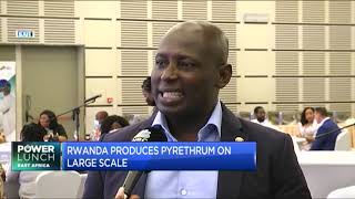 Yayra Glover CEO on how to expand opportunities for pyrethrum farmers