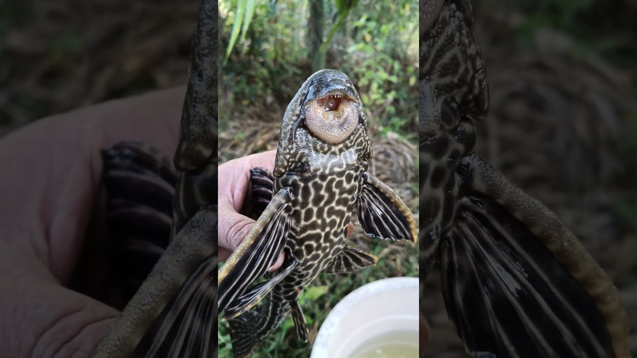 Big Pleco Fish In Outdoor Tank | Algae Eater In Outdoor Tank 