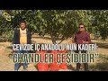 İç Anadolu'da Neden Chandler Ceviz Yetiştirilmeli? - Çetin Ceviz